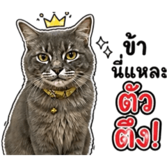 Cat_20260428131219