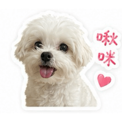 犬貓一家