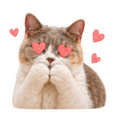 三花貓♡