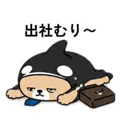 Shachikkuma Studio_20260504005436