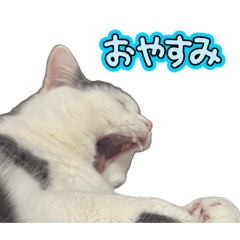 jirotama_20260504014723