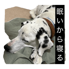 sakana_20260504012925