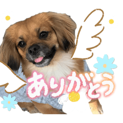 buibuipekichs_20260504014622