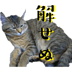tanpopo_20260504015211