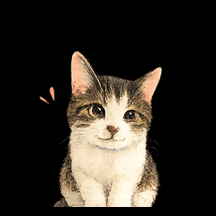 Here Comes Tabby Cat!