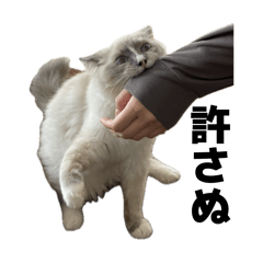 nae_20260504134450