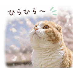 mishishippi_20260504134752