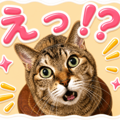 rimalavo cat stickers 01