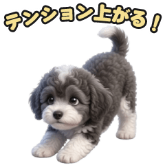 Stamp of a rare colored toy poodle
