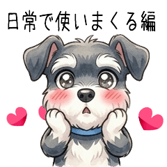 Schnauzer boy A daily