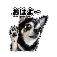 Eve the Chihuahua: Greetings
