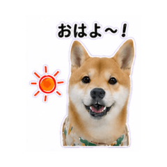 kana - Daily Chat Stickers