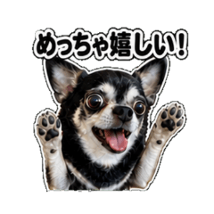 Eve the Chihuahua: Everyday Emotions