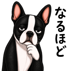 Low Energy Boston Terrier 2