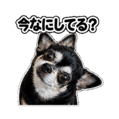 Eve the Chihuahua: Chit-Chat Edition