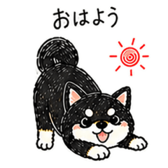 Kuro, Our Black Shiba Inu
