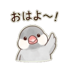 Fluffy Sparrow's Daily Chat