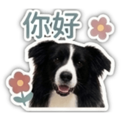 邊境界的二哈咪吉