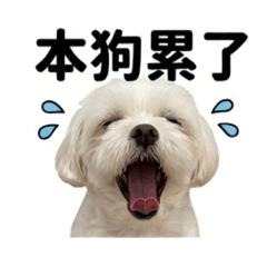 我是吉多 日常篇