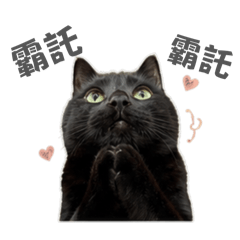 小黑貓Dee第一彈
