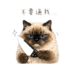 手套色布偶貓 嚶嚶小公主 生活用語