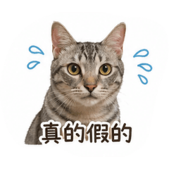 影與錢的可愛貼圖
