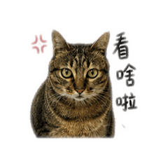 誒夢