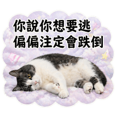 帝歐寶寶的躺平哲學