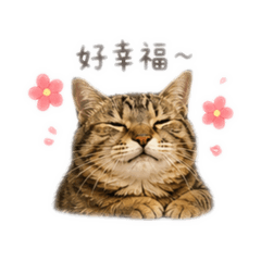 阿Money喵