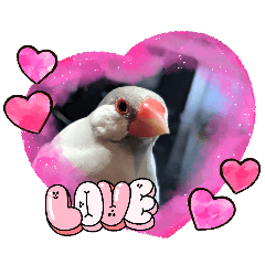 Prince Kana, a silver Java sparrow No.1
