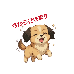 Cute Everyday Shih Tzu x Pomeranian