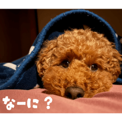 Riku-chan stamp #2