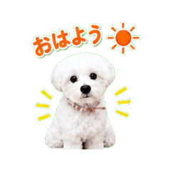 Fuu-chan Maltese | 25 Daily Stickers