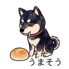 Kuromaru the Black Shiba
