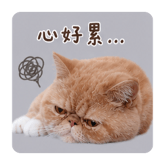 爆氣肉包：鄰居別鬧