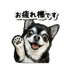 Eve the Chihuahua: The Polite Edition