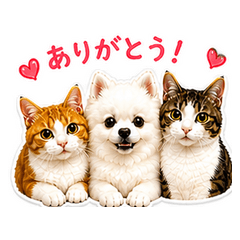 Friendly Cats and Dog