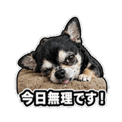 Eve the Chihuahua: The Quirky Edition