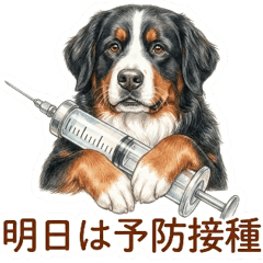Bernese Mountain Dog Pet Info Sharing