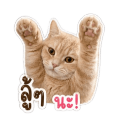 Nabi noby sticker1