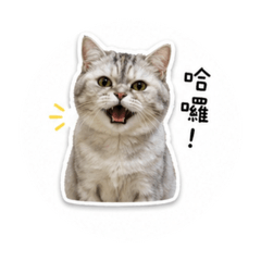一隻胖比