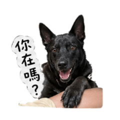 阿寶土狗的生活日常