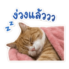 Nicha16_20260428132143