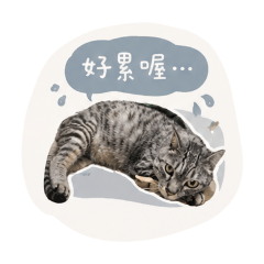 啊豹的日常