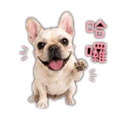Nene小太妹日常