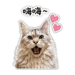 咪塔的生活日常