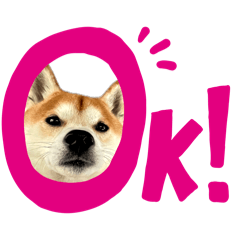 柴犬 宗介