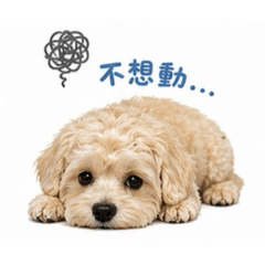 瑪爾泰迪寶寶