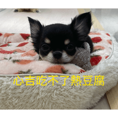 吱吱喳喳1234567890