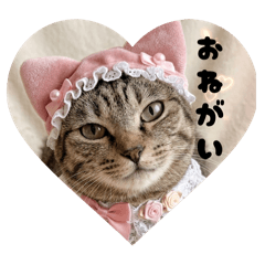 God Cat Fam